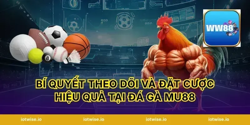 Bí quyết theo dõi và đặt cược hiệu quả tại đá gà Mu88